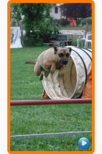 bestfriend agility