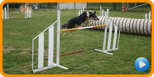 bestfriend agility