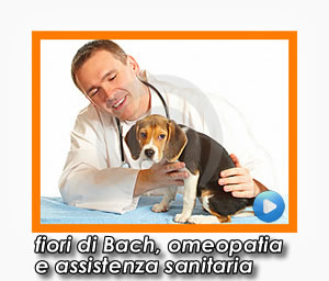 veterinario best friend
